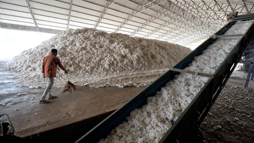 The woes of farmers in Gujarat: A place where cotton clouds hang heavy
