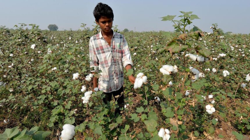 Textile industry demands removal of import duties on cotton