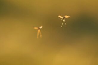 African study captures 'high-flying' mosquitoes that spread pathogens