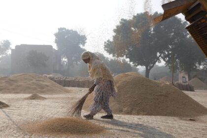 As restrictions are lifted, rice exports will surge to near record in 2025