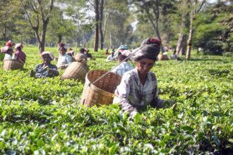 Tea board that inspects all imported crops: Chairman Dy