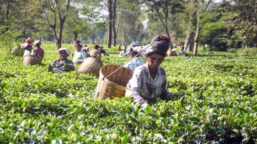Tea board that inspects all imported crops: Chairman Dy