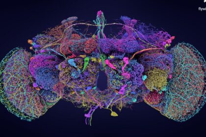 You can train your brain like a muscle – a neurologist explains how to improve your brain health