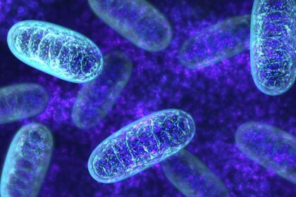 Research finds natural molecules in the body play a role in reducing stress and may help with metabolic disorders