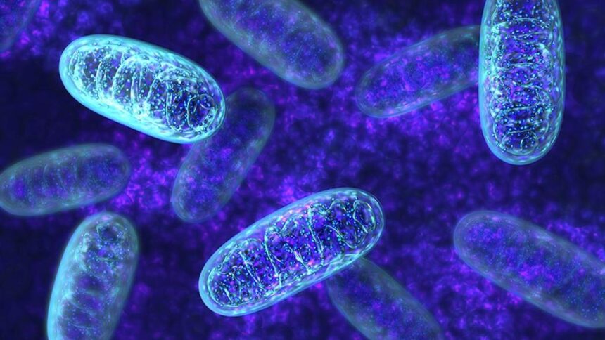 Research finds natural molecules in the body play a role in reducing stress and may help with metabolic disorders