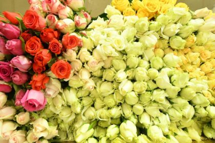 This Valentine's Day, rose prices in Hosur's domestic market will exceed those in the export market