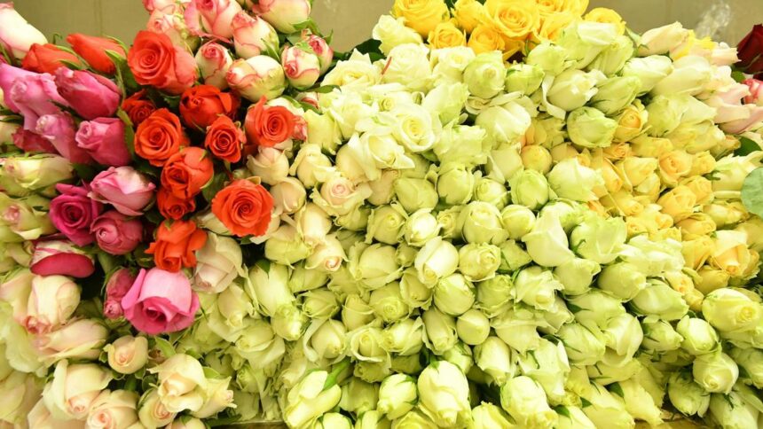 This Valentine's Day, rose prices in Hosur's domestic market will exceed those in the export market