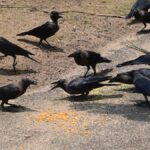 Tamil Nadu government issues advisory after avian influenza detected in crow samples