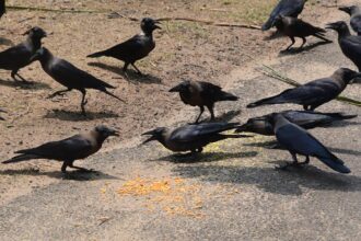 Tamil Nadu government issues advisory after avian influenza detected in crow samples