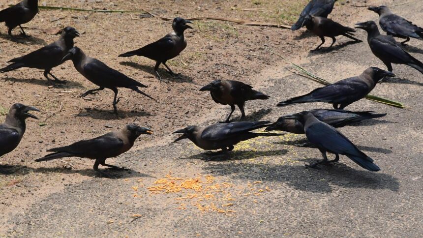 Tamil Nadu government issues advisory after avian influenza detected in crow samples