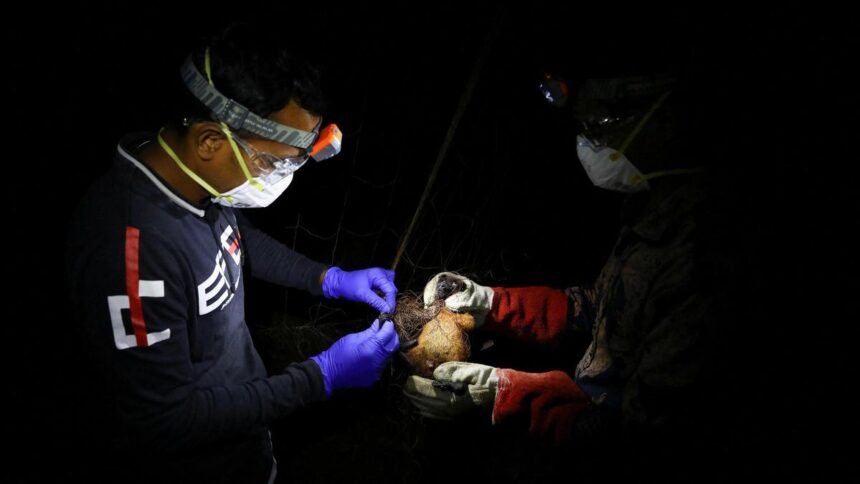 Weeks after two cases of Nipah virus in West Bengal, WHO confirms one death from Nipah virus in Bangladesh