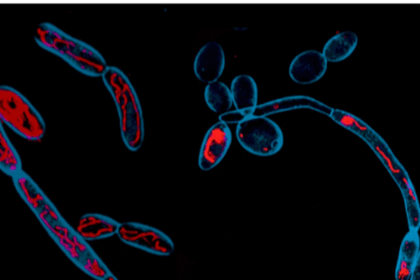 CCMB scientists identify metabolism as new target for antifungal therapy