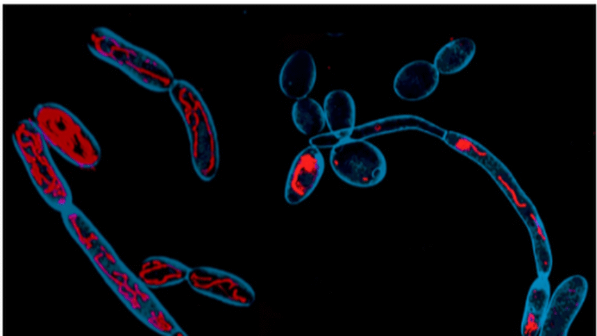 CCMB scientists identify metabolism as new target for antifungal therapy