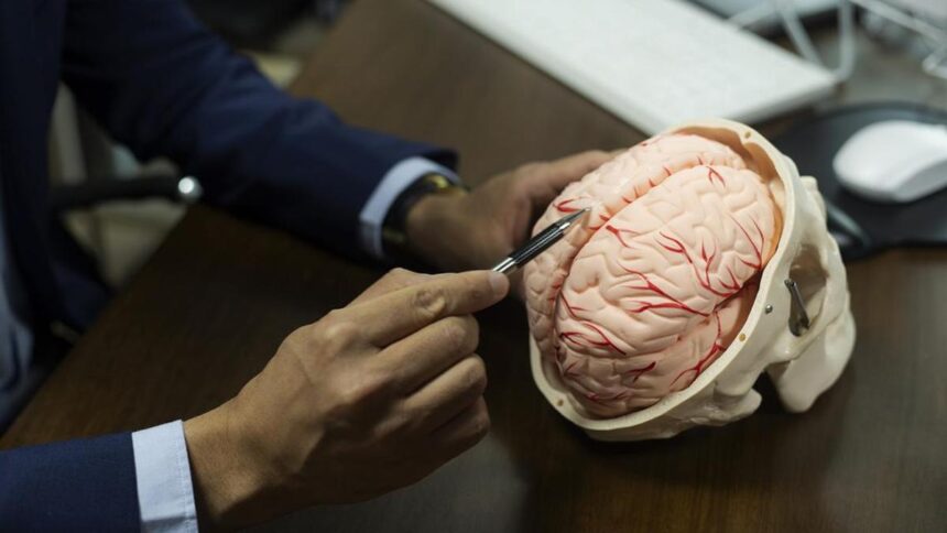 Do changes in white matter in the brain determine our aging trajectory?