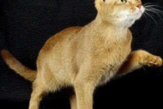 Could insights from cats lead to a cure for breast cancer?