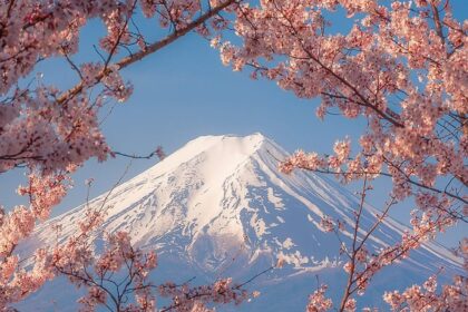 japan cherry blossom festival