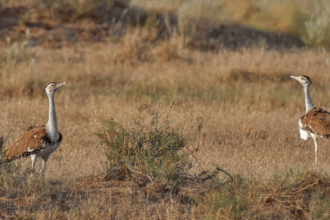 Kutch's first 'Golad' chick born in 10 years, Jairam Ramesh accuses Center of stealing all the credit