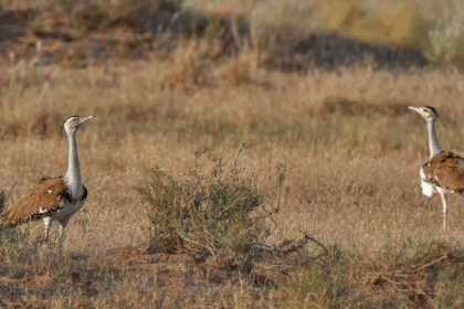 Kutch's first 'Golad' chick born in 10 years, Jairam Ramesh accuses Center of stealing all the credit