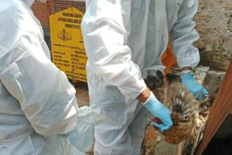 Bird flu: Bird culling begins in Kozhikode