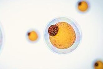 Fat cells burn energy and create heat - fat cells are the next frontier in weight loss therapy