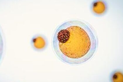 Fat cells burn energy and create heat - fat cells are the next frontier in weight loss therapy