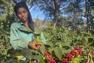 West Asia crisis, shipping disruptions hit India's coffee exports to region, Europe, US