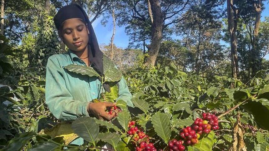 West Asia crisis, shipping disruptions hit India's coffee exports to region, Europe, US