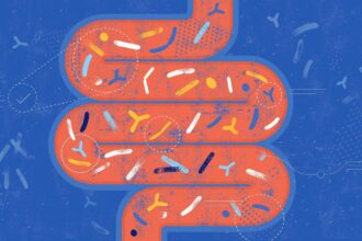 Modulating the gut microbiome may reverse age-related memory loss: study