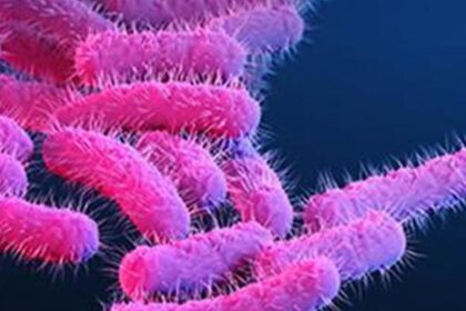 What you need to know: About bacterial bacteriosis