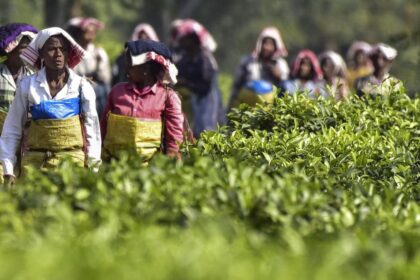 Tea organizations seek clarification on Assam's land transfer policy for plantation workers
