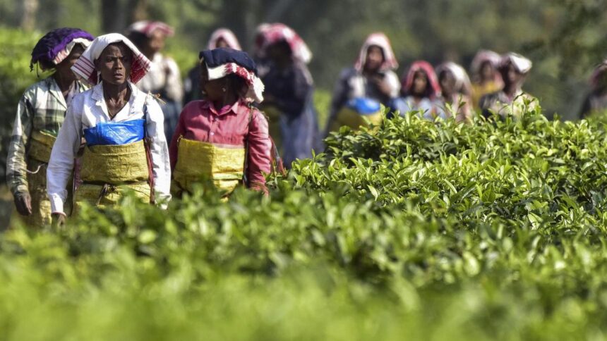 Tea organizations seek clarification on Assam's land transfer policy for plantation workers