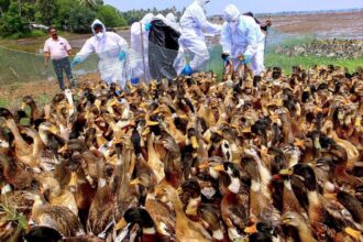 Bird influenza outbreak confirmed in Kottayam district