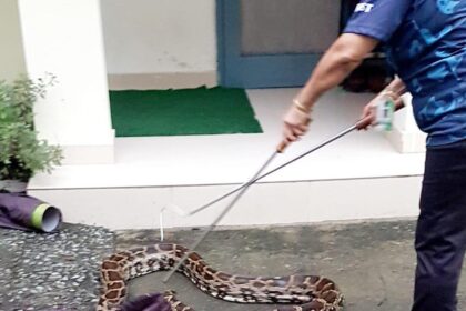 HYDERABAD: Survey finds number of snake rescues is increasing due to urban expansion