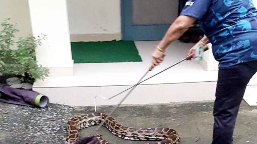 HYDERABAD: Survey finds number of snake rescues is increasing due to urban expansion