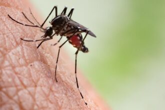 Why do some people attract mosquitoes?