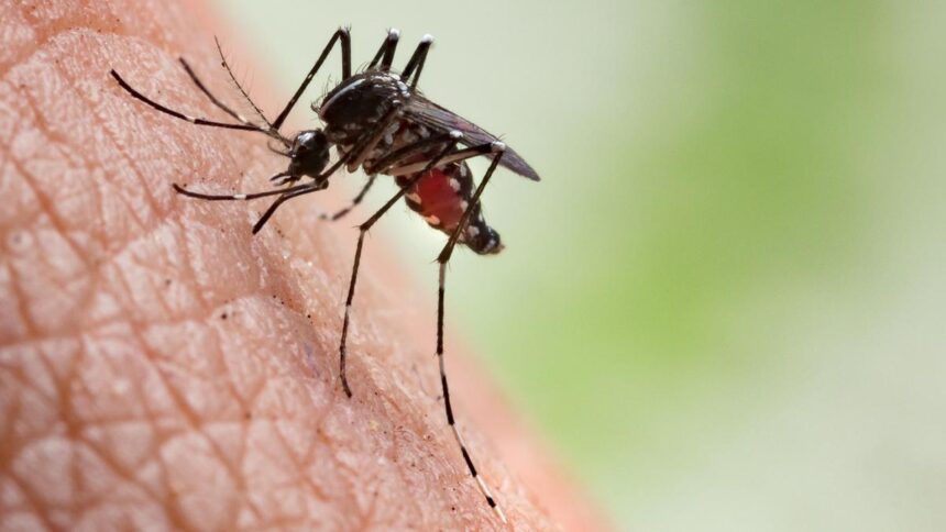 Why do some people attract mosquitoes?
