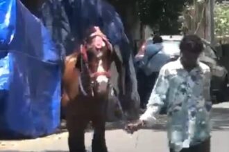 Joyride horse dies from highly contagious zoonotic disease in Chennai. Tamil Nadu goes into alert mode