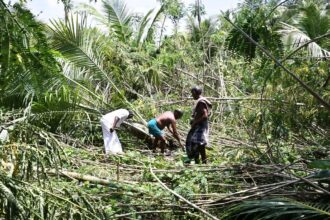 Strong winds hit fields, leaving betel leaf farmers in dire straits, hoping for quick relief from new government