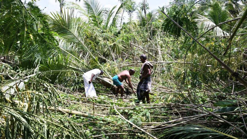 Strong winds hit fields, leaving betel leaf farmers in dire straits, hoping for quick relief from new government