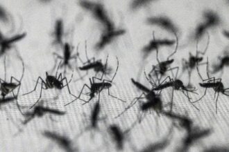Brazil suspends dengue vaccine after two deaths
