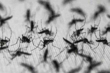 Brazil suspends dengue vaccine after two deaths
