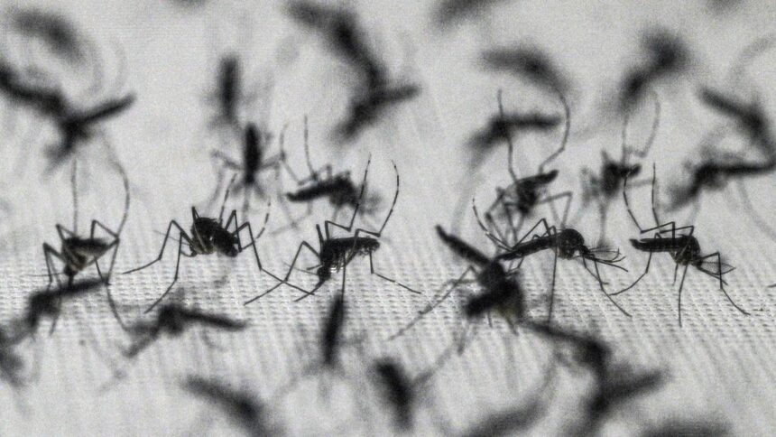 Brazil suspends dengue vaccine after two deaths