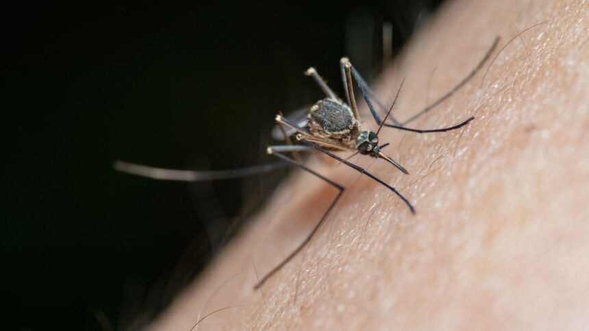 mosquito repellent study, mosquitoes