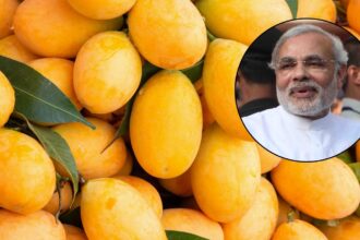 Indian mango varieties including Alphonso, Kesar and Langda