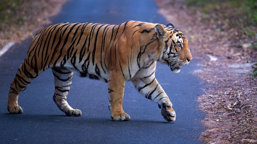 tiger