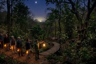 Firefly tourism