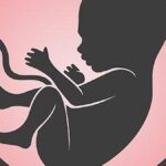 Indian scientists recreate key features of the human placenta on a chip