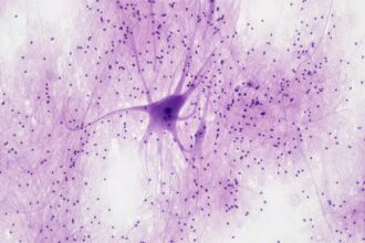 Are new neurons born in the adult human brain? Research revives debate