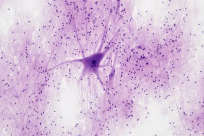 Are new neurons born in the adult human brain? Research revives debate