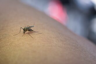 Dengue can also impact your heart